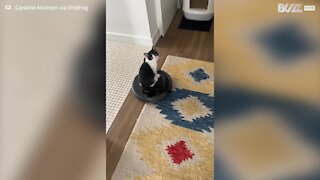 Cat rides a Roomba around the house