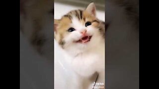 Funny clips of the cat