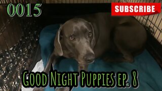 the[DOG]diaries [0015] Good Night Puppies - Episode 8 [#dogs #doggos #puppies]