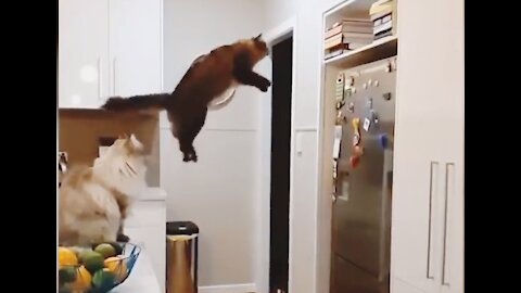 AMAZING CAT SHOWS HER GYMNASTICS ABILITIES-TRY NOT TO LAUGH(REALLY FUNNY)