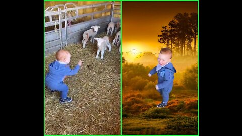 Baby Love,running after the Little Lambs that Love