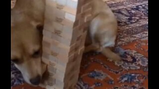Hund viser frem sitt talent i Jenga