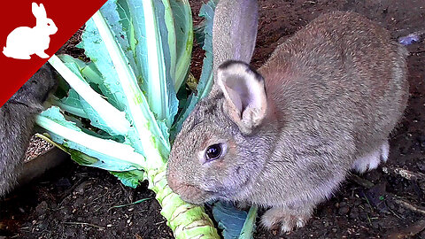 Rabbits - Cauliflower leaves