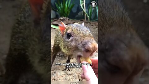 Agouti 🐿️ The Mind-Blowing Memory Creature!