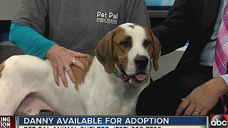 Pet of the week: Danny is big Hound dog with a heart of gold