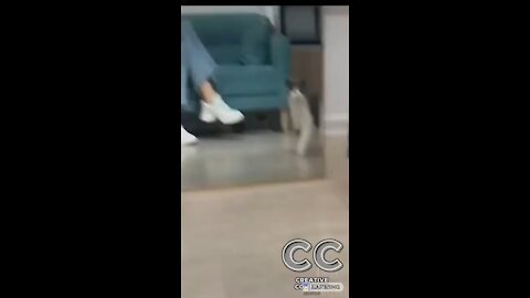 Must watch!! Hilarious cats and dogs fighting and playing
