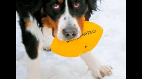 Bernese Mountain Dog Slideshow 2 Snow Football