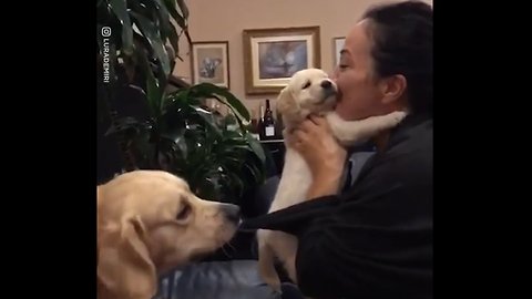 Jealous Dog Wants Puppy Back
