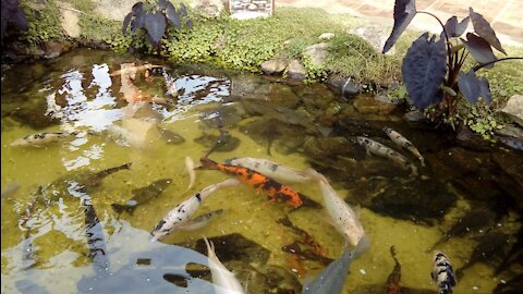 Beautiful fish hatchlings in the lake