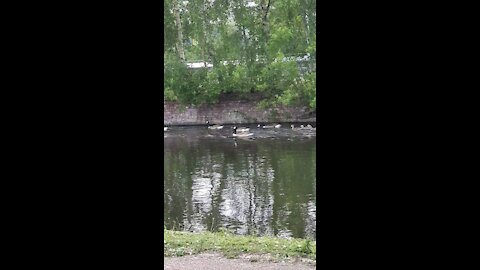 Ducks Having A Good Time!!!