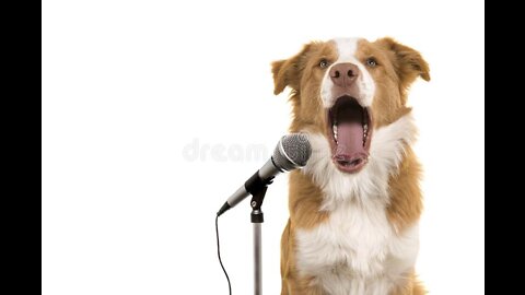 Dog Can Sing song