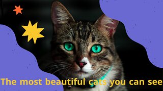 The most beautiful cats you can see