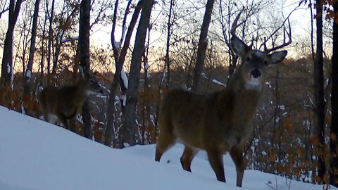 Whitetail Deer - 10 Days Of Arctic Blast Temperatures...January 13-22