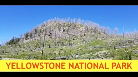 Yellowstone Update - Many Dead Trees & Steamboat Geyser Activity Hint at Eruption, July 2018