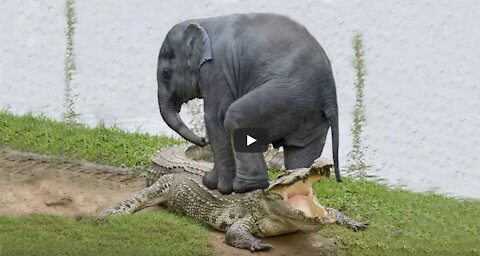 Baby Elephant Saved From Crocodile By Brave Elephant