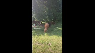 Cows and calves in the shade.