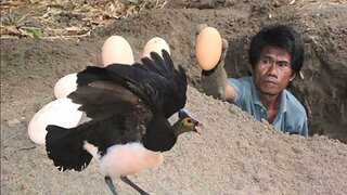 Maleo: Bird that buries its young and does not take care of them
