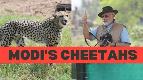 Cheetahs reintroduced in India after 70 years!
