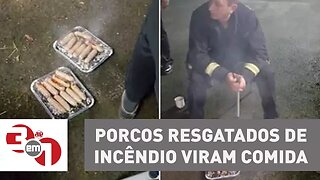 Planeta Madureira: Porcos resgatados de incêndio viram comida para os bombeiros