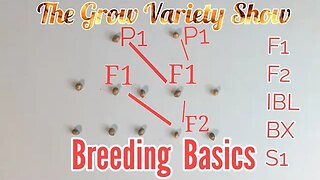 Basics of Cannabis Breeding (The Grow Variety Show ep.228)
