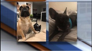 PBSO: Pet bulldog possibly stolen during burglary in suburban West Palm Beach