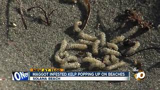 Maggot infested kelp popping up on beaches