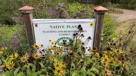 Gardening with Barchuckin is going live #2! At the Delaware native teaching garden