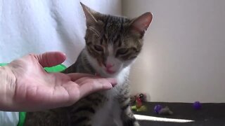 Cute Handfed Kitten