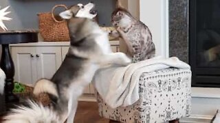Dog cheats to win fight with cat!