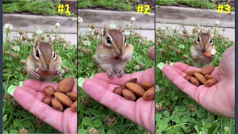 Watch funny video of adorable squirrel.