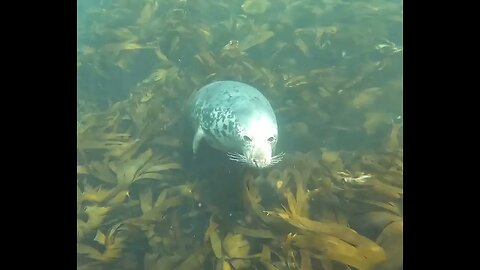 swimming with seals at lundy island