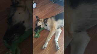 Maple Naps With Gumbi #cute #doggo #dog #dogs #shepsky