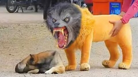 Very Funny Prank & Fake lion And Fake Tiger Prank to Dog.😆😆🤣🤣