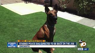 San Diego Police dog stabbed in Encanto