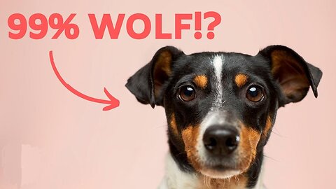 🐺 10 MOST Interesting DOG FACTS You Didn't Know 🌖