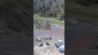 Cuckoo doves with guinea fowl