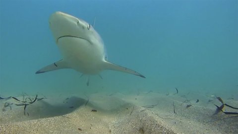 FAU shark researcher weighs in on shark bite data