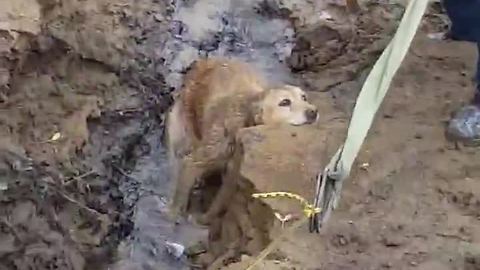Missing Dog Found Trapped In Muddy River Bank Gets Heroic Rescue