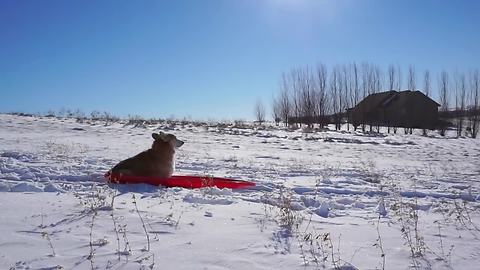 Derby the corgi sleds like a boss