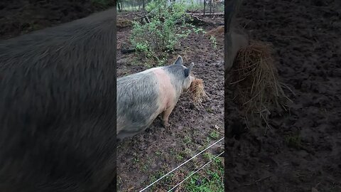 Pig Carrying Hay for Her Piglet Nest @UncleTimsFarm #kärnəvór #carnivore #shorts #pigtalk