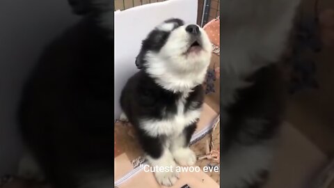 baby husky howling cute