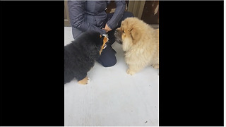 Two puppies have adorable barking competition