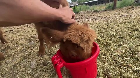 How To Build Trust With Baby Highland Cows