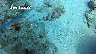Most poisonous fish has amazing camouflage abilities