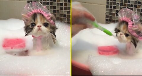 kitten taking a bath with shower cap