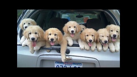 Funniest & Cutest Golden Retriever Puppies - 30 Minutes of Funny Puppy Videos 2021