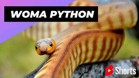 Topaz Tanami Woma Python 🐍 One Of The Most Beautiful Snakes In The World #shorts #womapython #snake