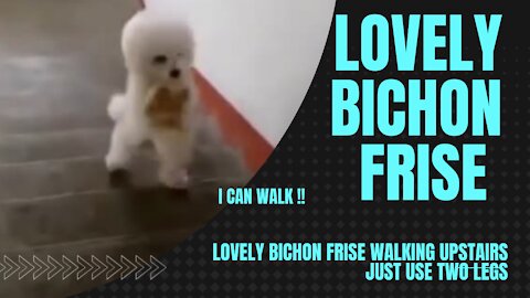 LOVELY BICHON FRISE WALKING UPSTAIRS JUST USE TWO LEGS