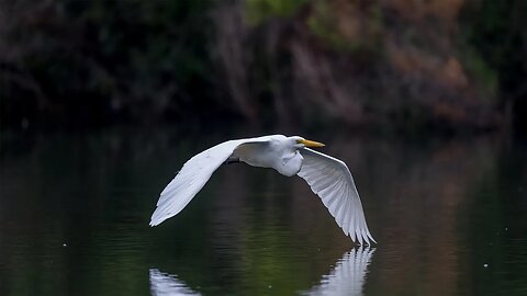 Great Egret Crossing Pond, Sony A1/Sony Alpha1, 4k