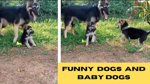 Cute dogs🐶 - dogs- 🐕- cute and funny dog videos baby|Cute animals |Susan bro|#cute|#shorts